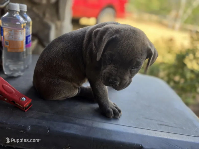 Boy 3 – American Pit Bull Terrier, Cane Corso puppy for sale in Cedar Creek, TX