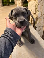 Athena, a female American Pit Bull Terrier and Cane Corso for sale in Cedar Creek, TX – 1 of 4