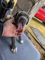 Boy 4, a male American Pit Bull Terrier and Cane Corso for sale in Cedar Creek, TX – 2 of 2