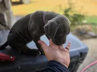 Girl 3, a female American Pit Bull Terrier and Cane Corso for sale in Cedar Creek, TX – 2 of 2