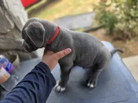 Boy 2, a male American Pit Bull Terrier and Cane Corso for sale in Cedar Creek, TX – 1 of 2