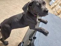 Athena, a female American Pit Bull Terrier and Cane Corso for sale in Cedar Creek, TX – 2 of 4