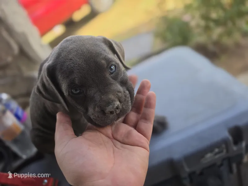 Girl 3 – American Pit Bull Terrier, Cane Corso puppy for sale in Cedar Creek, TX