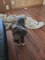 Boy 1, a male American Pit Bull Terrier and Cane Corso for sale in Cedar Creek, TX – 4 of 4