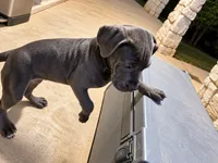 Athena, a female American Pit Bull Terrier and Cane Corso for sale in Cedar Creek, TX – 3 of 4