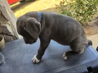 Boy 1, a male American Pit Bull Terrier and Cane Corso for sale in Cedar Creek, TX – 2 of 2