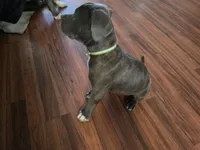 Boy 5, a male American Pit Bull Terrier and Cane Corso for sale in Cedar Creek, TX – 3 of 4