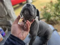 Boy 2, a male American Pit Bull Terrier and Cane Corso for sale in Cedar Creek, TX – 2 of 2