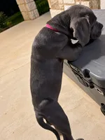Athena, a female American Pit Bull Terrier and Cane Corso for sale in Cedar Creek, TX – 4 of 4