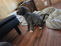 Boy 1, a male American Pit Bull Terrier and Cane Corso for sale in Cedar Creek, TX – 3 of 4