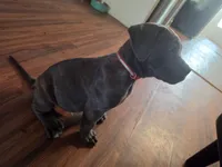 Boy 3, a male American Pit Bull Terrier and Cane Corso for sale in Cedar Creek, TX – 4 of 4