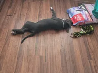Iceman, a male American Pit Bull Terrier and Cane Corso for sale in Cedar Creek, TX – 5 of 6