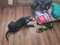 Iceman, a male American Pit Bull Terrier and Cane Corso for sale in Cedar Creek, TX – 6 of 6