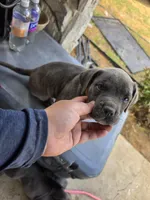 Boy 5, a male American Pit Bull Terrier and Cane Corso for sale in Cedar Creek, TX – 2 of 2