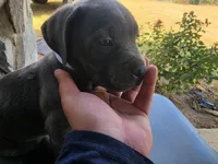 Girl 1, a female American Pit Bull Terrier and Cane Corso for sale in Cedar Creek, TX – 1 of 2