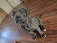 Boy 3, a male American Pit Bull Terrier and Cane Corso for sale in Cedar Creek, TX – 3 of 4