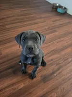 Girl 3, a female American Pit Bull Terrier and Cane Corso for sale in Cedar Creek, TX – 3 of 4