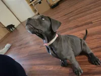 Girl 3, a female American Pit Bull Terrier and Cane Corso for sale in Cedar Creek, TX – 4 of 4