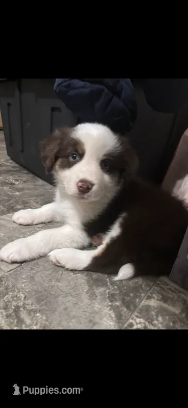 Ross – Australian Shepherd puppy for sale in Arthur, IL