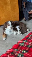 Ross, a male Australian Shepherd for sale in Arthur, IL – 2 of 9