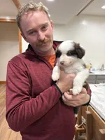Ross, a male Australian Shepherd for sale in Arthur, IL – 5 of 9