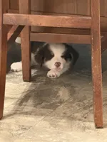 Ross, a male Australian Shepherd for sale in Arthur, IL – 7 of 9