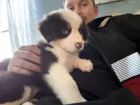 Ross, a male Australian Shepherd for sale in Arthur, IL – 6 of 9