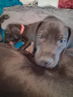 Raven, a female Great Dane for sale in Roswell, NM – 4 of 4