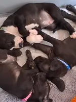 Sassy pants, a female Great Dane for sale in Roswell, NM – 4 of 6