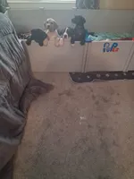 Berry , a female Great Dane for sale in Roswell, NM – 4 of 5