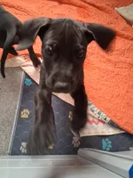 Berry , a female Great Dane for sale in Roswell, NM – 3 of 5