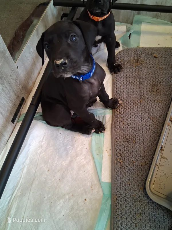 Berry  – Great Dane puppy for sale in Roswell, NM