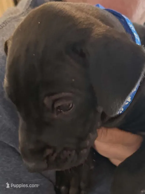 Berry  – Great Dane puppy for sale in Roswell, NM
