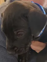 Berry , a male Great Dane for sale in Roswell, NM – 1 of 1