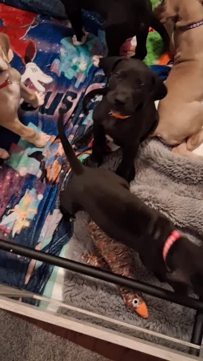 Sassy pants, a female Great Dane for sale in Roswell, NM – 5 of 6