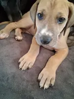 Sable, a female Great Dane for sale in Ruidoso, NM – 4 of 8