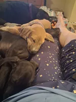 Sable, a female Great Dane for sale in Ruidoso, NM – 6 of 8
