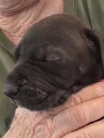 Shadow , a female Great Dane for sale in Roswell, NM – 1 of 1