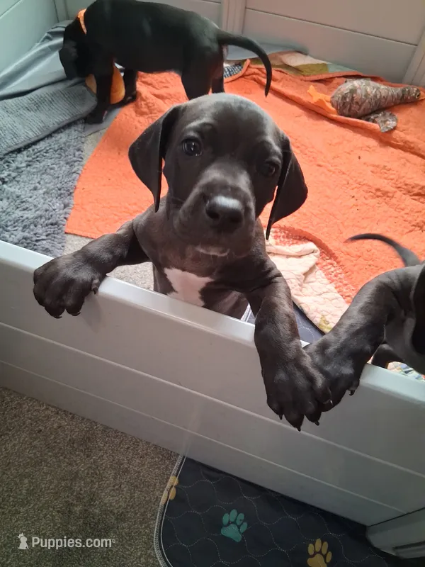 Shadow  – Great Dane puppy for sale in Roswell, NM