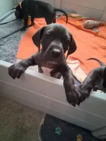 Sassy pants, a female Great Dane for sale in Roswell, NM – 1 of 6