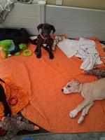 Raven, a female Great Dane for sale in Ruidoso, NM – 7 of 7