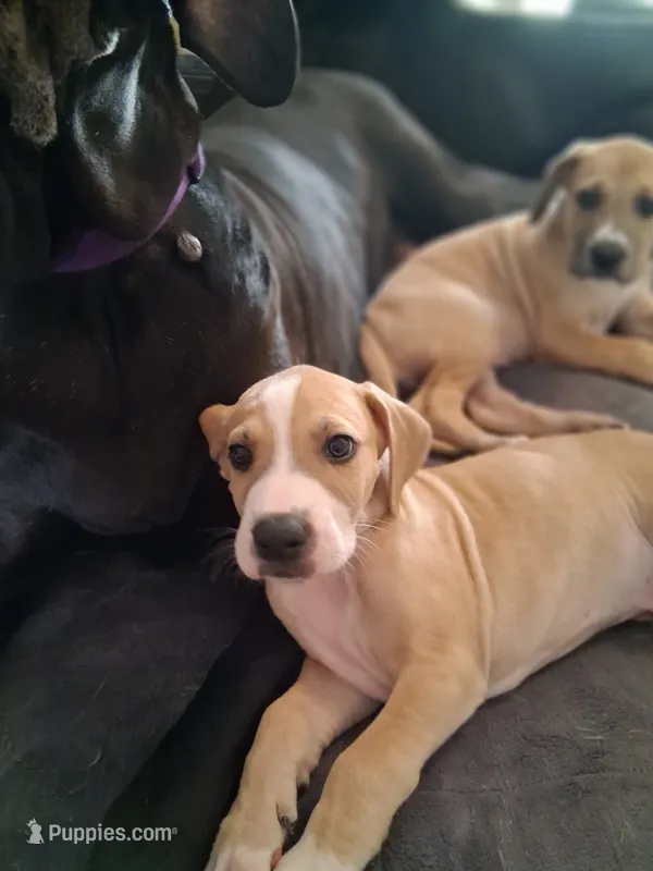 Colt  – Great Dane puppy for sale in Roswell, NM