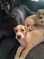 Colt , a male Great Dane for sale in Roswell, NM – 1 of 5