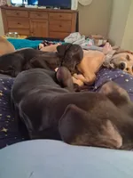 Raven, a female Great Dane for sale in Ruidoso, NM – 6 of 7