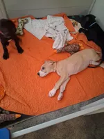 Colt , a male Great Dane for sale in Ruidoso, NM – 5 of 5