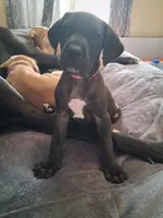 Sassy pants, a female Great Dane for sale in Roswell, NM – 3 of 6