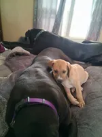 Sable, a female Great Dane for sale in Ruidoso, NM – 5 of 8