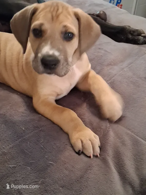 Sable – Great Dane puppy for sale in Roswell, NM