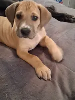 Sable, a female Great Dane for sale in Ruidoso, NM – 1 of 8