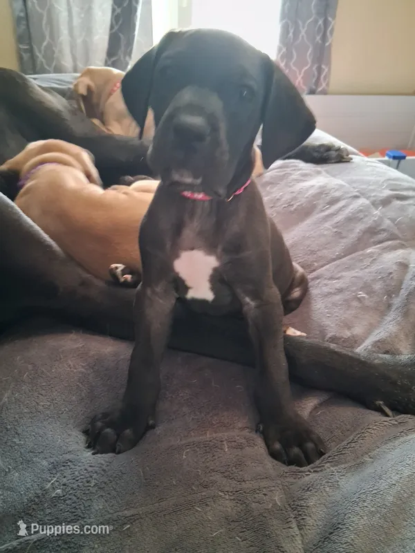 Raven – Great Dane puppy for sale in Roswell, NM